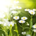 Flowers in the garden against the sun Royalty Free Stock Photo