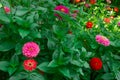 Flowers garden background. Red, orange and pink petals with green leaves and stalks. Summer or spring blossom natural backdrop Royalty Free Stock Photo