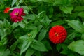 Flowers garden background. Red, orange and pink petals with green leaves and stalks. Summer or spring blossom natural backdrop Royalty Free Stock Photo