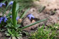 Flowers in the garden. Blue flowers Royalty Free Stock Photo