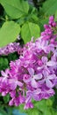 Flowers of garden. A branch of lilac on the background of bright green foliage.