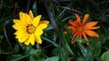 Flowers in the garden, Canada