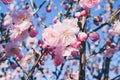 Fleurs de jardin - Flowers in the garden in countryside