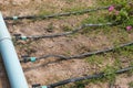 Drip tape irrigation in garden Royalty Free Stock Photo
