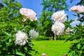 Flowers in garden of Farmer palace in Alexandria park of Peterhof, Saint Petersburg, Russia Royalty Free Stock Photo