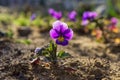 Flowers in the garden. Flower Violets Viola tricolor or pansies, also have the name Violet Horned. Soft focus
