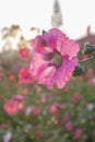 flowers in the garden flowers holly hock hollyhock pink Royalty Free Stock Photo