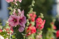 Flowers in the garden,Flowers Hollyhock Royalty Free Stock Photo