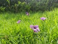 Flowers garden gardenflower natural outdoor holidays purple spring green grass sun Royalty Free Stock Photo