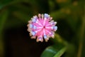 Flowers in the garden. Royalty Free Stock Photo