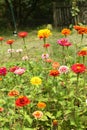 Zinnia flowers garden Royalty Free Stock Photo