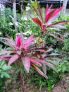 Flowers in the Garden of the Hemingway House in Key West, Florida Royalty Free Stock Photo