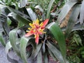 Flowers in the Garden of the Hemingway House in Key West, Florida Royalty Free Stock Photo