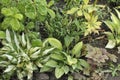 Flowers garden hostas. Hostas in the garden. Royalty Free Stock Photo