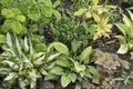 Flowers garden hostas. Hostas in the garden.