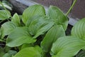 Flowers garden hostas. Hostas in the garden. Royalty Free Stock Photo