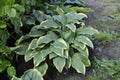 Flowers garden hostas. Hostas in the garden. Royalty Free Stock Photo