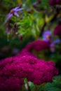 flowers in the garden of Kylemore Abbey in Connemara Royalty Free Stock Photo