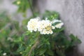 flowers in the garden, larantuka flores east