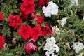 Flowers in the garden, light white and fre red color flowers