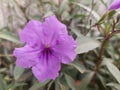 Flowers Garden morning flowers purple plants green natural