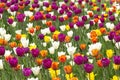 Flowers in garden, multicolored tulips. Beautiful colourful tulip background in spring. Natural view of flower blooming. Royalty Free Stock Photo