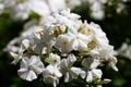 Flowers of garden phlox.Perennial phlox.Summer phlox.Phlox paniculata