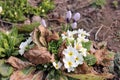 Flowers in the garden. Primrose Royalty Free Stock Photo