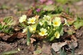 Flowers in the garden. Primrose Royalty Free Stock Photo