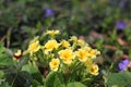 Flowers in the garden. Primrose Royalty Free Stock Photo