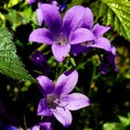Purple Flowers , green leaves Royalty Free Stock Photo