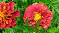 Flowers in the garden. Red caps of flowers on a background of green foliage Royalty Free Stock Photo