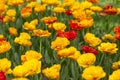 Flowers in garden, red and orange tulips. Beautiful colourful tulip background in spring. Natural view of flower blooming Royalty Free Stock Photo