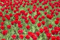 Flowers in garden, red tulip. Beautiful colourful tulip background in spring. Natural view of flower blooming in the garden. Royalty Free Stock Photo