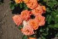 Flowers of rose in shades of orange