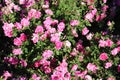 Flowers in a garden. Rosebush in the summer.