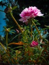 Flowers garden sky nature leavers