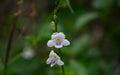 Flowers in the garden and small animal.