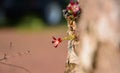 Flowers in the garden and small animal.