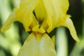 Flowers in a garden at springtime. yellow iris flower with water Royalty Free Stock Photo