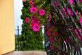 Pink Flowers on balcony Royalty Free Stock Photo