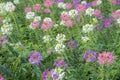 The Flowers in the garden Tarenaya hassleriana Royalty Free Stock Photo