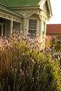 Flowers in the garden of a Villa