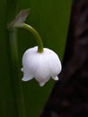 Flowers Garden white color spring