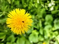 flowers from the garden yellow flower inside some kind of insect