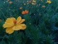 Flowers gardenflower natural butterfly green leaf natural Royalty Free Stock Photo