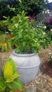 Flowers and Gardens - Beautiful potted plant in a magnificent garden in Gladstone Qld Australia