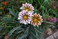 3 flowers of Gazania rigens Big Kiss White Flame in October Royalty Free Stock Photo