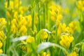 Flowers  Genista tinctoria Royalty Free Stock Photo