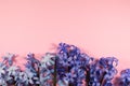 Flowers on a gently pink background. Royalty Free Stock Photo